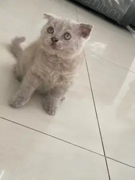 Kitten Scottish Fold