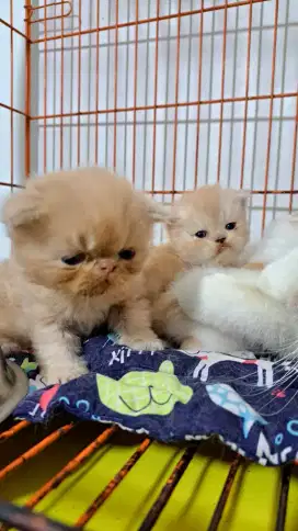 Kitten peaknose jantan&betina usia 2 bulan