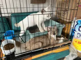 adopsi kucing himalaya angkut aja