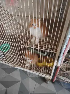 Kucing Persia Palembang