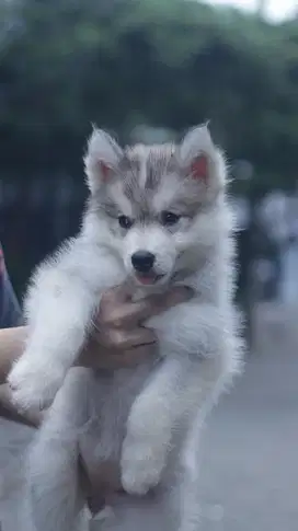 Siberian Husky Puppy