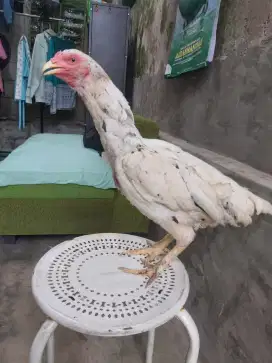 Ayam bangkok pakhoy plucker