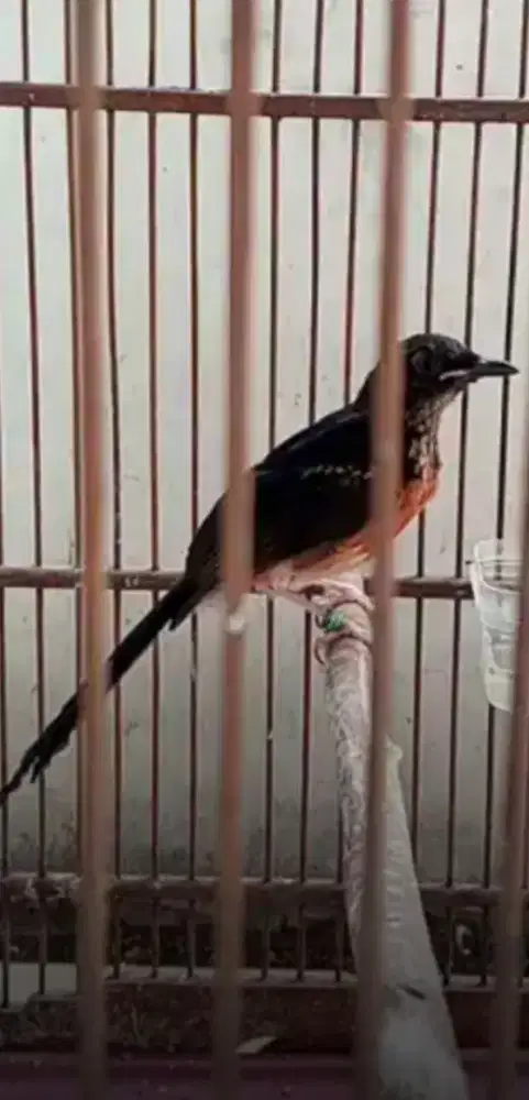 Murai batu trotol trah prestasi
