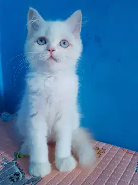 lepas adopt kitten persia