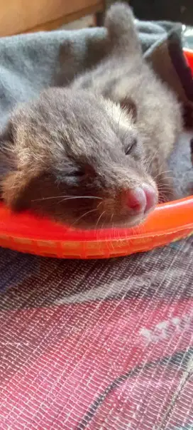 Musang pandan baby jinak gemuk