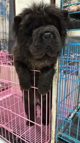 Chow Chow Betina