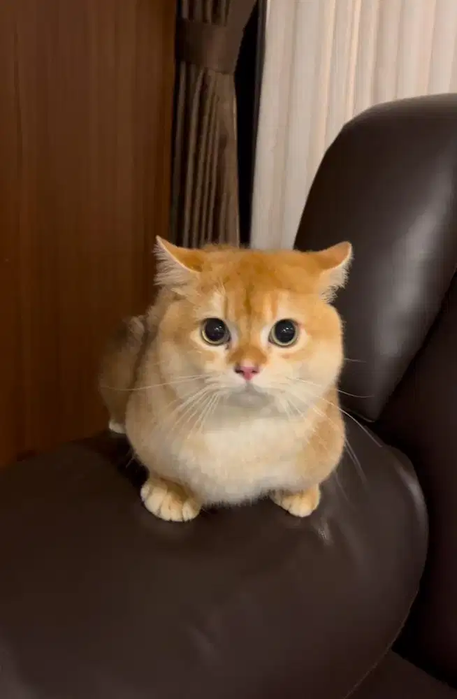 BSH Munchkin Import China