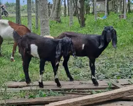 2 ekor kambing dere hitam manis trah boer