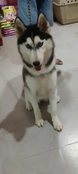 Jual anjing Siberian Husky