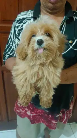 Maltipoo Puppy Betina