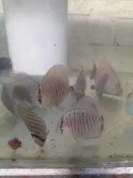 Ikan discus leopard turkis