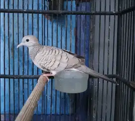 Burung perkutut silver + sangkar