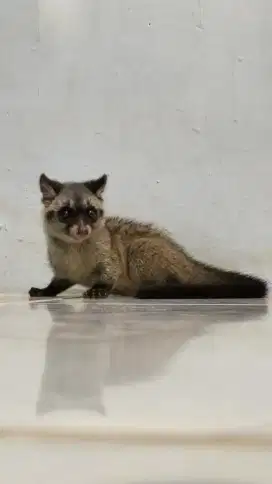 Musang jinak ekor lebat