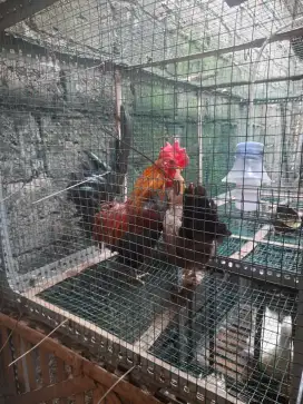 ayam kate ekor pedang