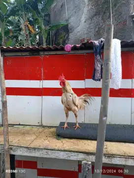 Ayam jago kampung ada 3  ekor borongan aj lg bu