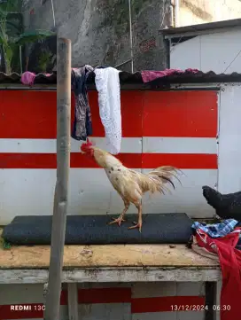 Ayam jago kampung 160