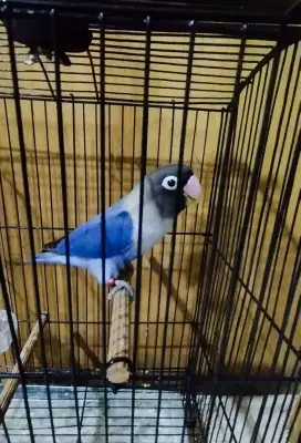 Burung Lovebird Biru Mangsi