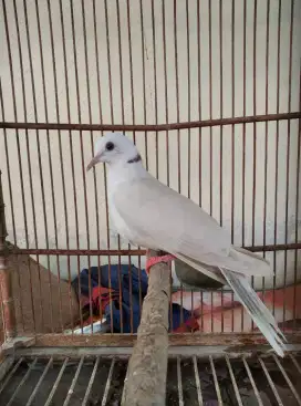 Burung puter ivory