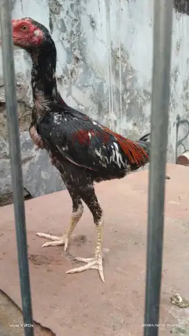 Ayam bangkok muda