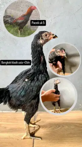 Ayam bangkok 2bulan lebih