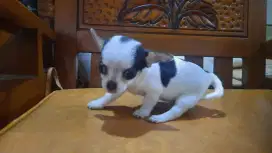 Mini Chihuahua PURE