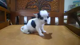 Mini Chihuahua PURE Jantan