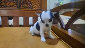 Mini Chihuahua Jantan PURE