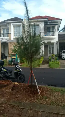 Pohon pinus pohon pelindung