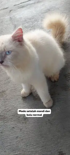 di jual kucing himalaya + kandang