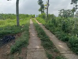 Tanah kebun murah cikubang tanjungsari, msk mobil