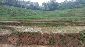 Di jual sawah 1230 m2 Darangdan