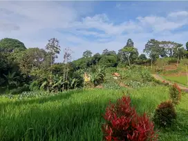 Jual  sawah  pinggir jln dkt wisata patambon camp.