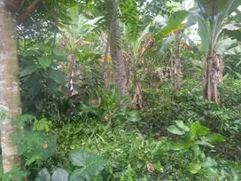 Kebun Luas 1700 M2 Darangdan