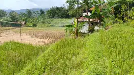 Tanah Sawah Produktif Bojong 4156 m2 Purwakarta