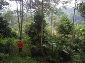 Tanah Kebun Cengkeh Manggis Durian 2303 m2 di Bojong Purwakarta