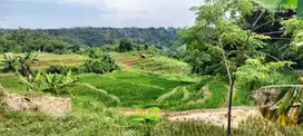 JUAL SAWAH DEKAT REST AREA DARANGDAN 3521 M2