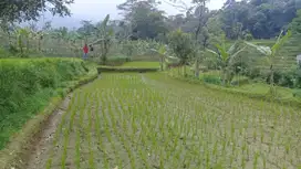 Tanah Sawah Produktif Dataran Tinggi Cikeris Bojong Purwakarta