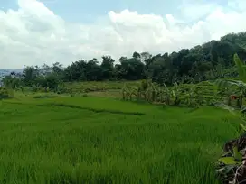 Tanah sawah Lt 9657 m² di jati Kertasari Bojong