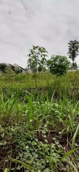 Dijual Tanah Bisa Untuk  Cluster di Hegarmanah Jatinangor