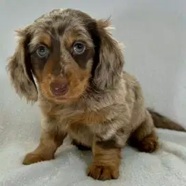 JUAL ANJING TEKEL DACHSHUND LONG HAIR