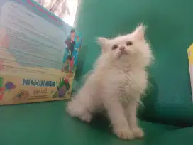 Kitten / Anak kucing Persia medium