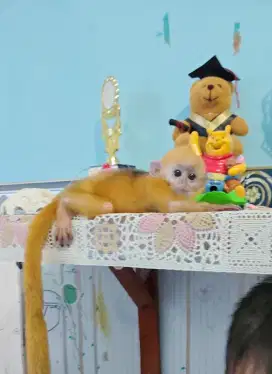 Anak golden monkey