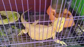 Bearded Dragon Male Tandes, Dijual