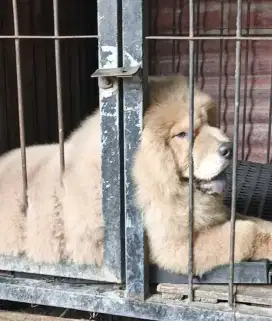 Chow-chow 3,5 bulan stambum jantan