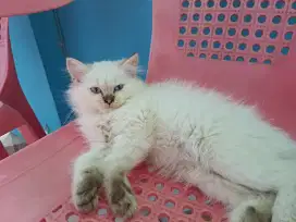 Kucing Persia dan Himalaya