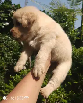 Anakan anjing lucu gemuk gemesin mixbreed golden retriever istimewa