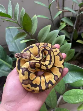 Jual ballpython female