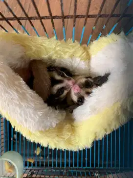 Sugar Glider Classic Grey Sepasang