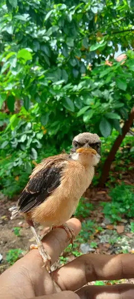 pentet Jatim anakan jntan