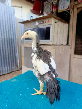 Ayam ekor lidi ori